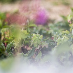 La faune et la flore